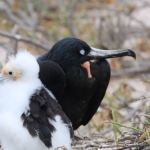 Galapagos2019-45.jpg