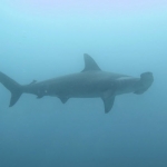 Galapagos2019-23.JPG
