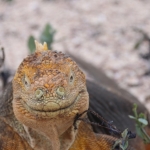 Galapagos2019-44.jpg