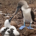 Galapagos2019-35.jpg