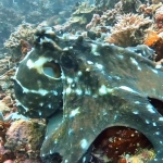 From Soe at Maldives -25.jpg