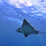 From Soe at Maldives -11.jpg