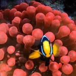 From Soe at Maldives -40.jpg