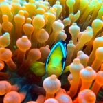 From Soe at Maldives -19.jpg