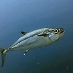 From Soe at Maldives -21.jpg