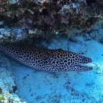 From Soe at Maldives -09.jpg