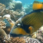 From Soe at Maldives -07.jpg