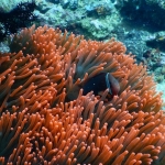 puertogalera20Feb-Brians5.JPG