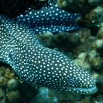 puertogalera20Feb-Brians11.JPG