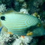 puertogalera20Feb-Brians6.JPG