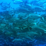 puertogalera20Feb-Brians9.JPG