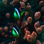 pweh12nov097.jpg