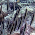 pweh12nov082.jpg