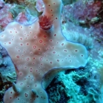 palu16solartour 20.jpg