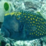 palu16solartour 38.jpg