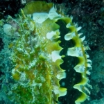 palu16solartour 8.jpg