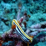 palu16solartour 17.jpg