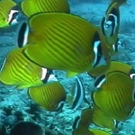 fish (008).jpg