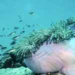 anemone012.jpg