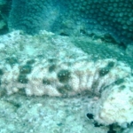 mycoral016.jpg