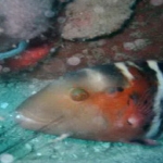 wrasse03.jpg