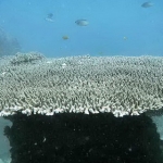 mycoral008.jpg