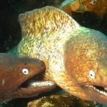 fish (009).jpg