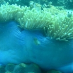 anemone010.jpg