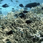 mycoral013.jpg