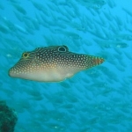 7nov dive1-01.jpg