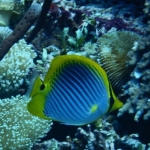 18-10-timor11.jpg