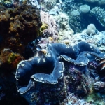 18-10-timor12.jpg