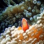18-10-timor34.jpg