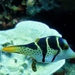 18-10-timor30.jpg