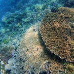 18-10-timor38.jpg