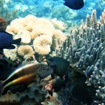 18-10-timor33.jpg