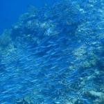 18-10-timor13.jpg