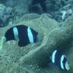 18-10-timor52.jpg