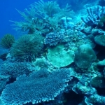18-10-timor16.jpg