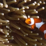 18-10-timor20.jpg