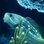 18-10-timor10.jpg