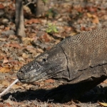 komodoisland10sept31.jpg