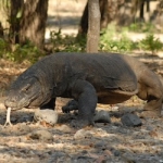 komodoisland10sept29.jpg