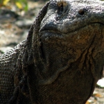 komodoisland10sept34.jpg