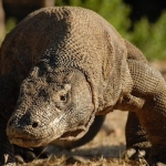 komodoisland10sept28.jpg