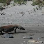 komodoisland10sept33.jpg