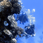24-10 RedSea-27.jpg