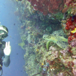 25-06 North Sulawesi 12.jpg