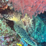25-06 North Sulawesi 17.jpg