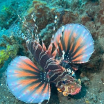 25-06 North Sulawesi 57.jpg